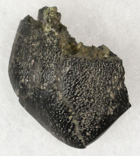 Camarasaurus Tooth Crown - Colorado #19314